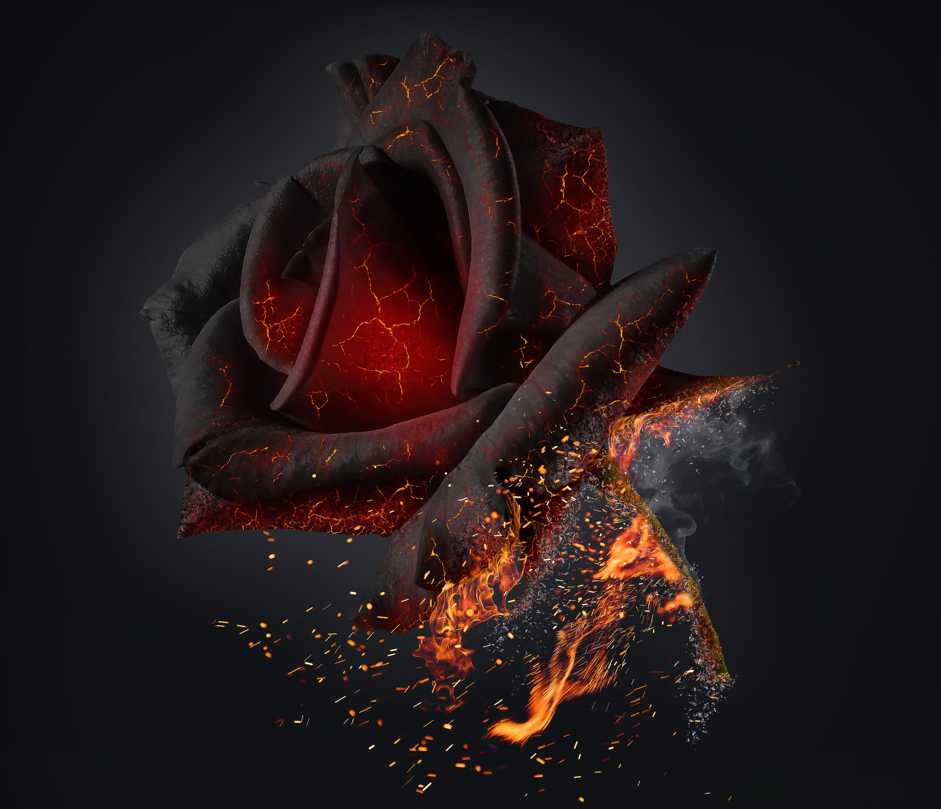 A red rose burning on a black background.